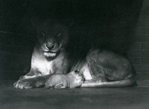 Eine Löwin und ein Junges liegen im Schatten des hinteren Teils ihres Geheges, Londoner Zoo, Oktober 1925 von Frederick William Bond