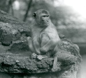 Ein Makake sitzt auf einem Felsen im Londoner Zoo, 1924 von Frederick William Bond