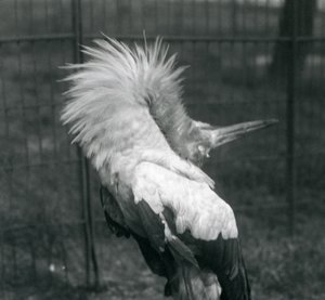 Ein Maguaristorch führt die Auf-und-Ab-Anzeige durch, London Zoo, Juli 1925 von Frederick William Bond