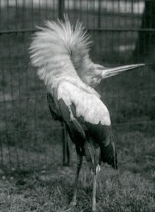Ein Maguari-Storch führt die Auf-und-ab-Darstellung vor, Londoner Zoo, Juli 1925 von Frederick William Bond
