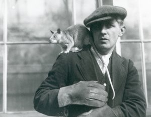 Eine madagassische Riesenspringratte sitzt auf der Schulter ihres Wärters, Londoner Zoo von Frederick William Bond