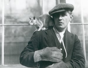 Eine madagassische Riesenspringratte sitzt auf der Schulter ihres Pflegers, Londoner Zoo, 1924