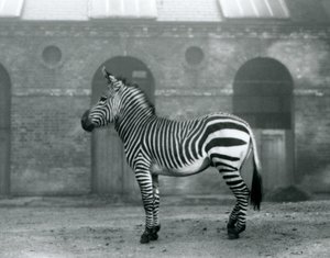 Ein Bergzebra steht in seinem Gehege vor den hohen Türen des Giraffenhauses im Londoner Zoo, 1927