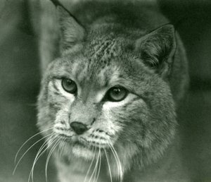 Ein Nordluchs, London Zoo, Februar 1925 von Frederick William Bond