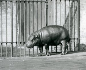 Ein Zwergflusspferd im Londoner Zoo im Jahr 1927