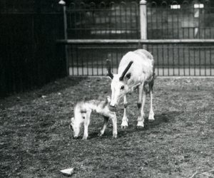 Ein Rentier mit ihrem Kalb im Londoner Zoo, März 1914 von Frederick William Bond