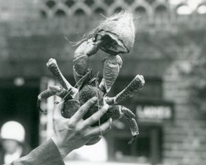 Ein Räuber-Kokosnusskrebs hält eine halbe Kokosnuss, gehalten von einem Pfleger im Londoner Zoo, 1927 von Frederick William Bond