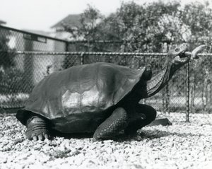 Ein Galapagos-Sattelschildkröte wird mit einer Banane an einem Stock gefüttert (s/w Foto)