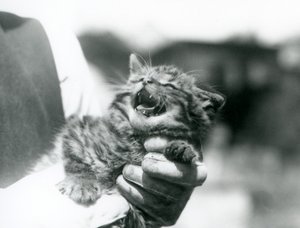 Ein schottisches Wildkatzenjunges in den Händen seines Pflegers, Londoner Zoo