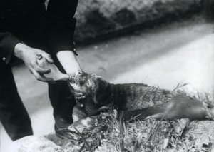 Ein Robbenjunges wird von seinem Pfleger mit der Flasche gefüttert, Londoner Zoo, August 1925