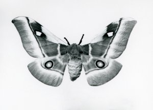 Ein Seidenspinner, Bunaea caffraria, im Londoner Zoo, vor 1930 von Frederick William Bond