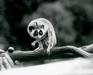 Ein Schlanker Loris, der von einem Ast herabblickt, der in den Händen eines Pflegers gehalten wird, Londoner Zoo, August 1926