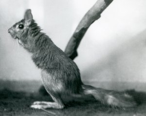 Ein südafrikanischer Springhase, der neben einem Ast in seinem Gehege sitzt, London Zoo, Dezember 1925