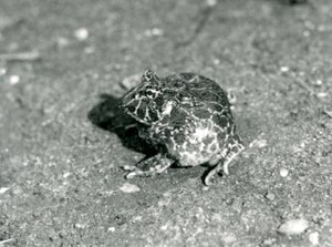 Ein südamerikanischer Hornfrosch, London Zoo, Dezember 1925