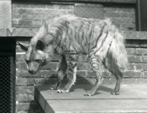 Eine gestreifte Hyäne steht auf einer Plattform in ihrem Gehege im Londoner Zoo, Juni 1925 von Frederick William Bond