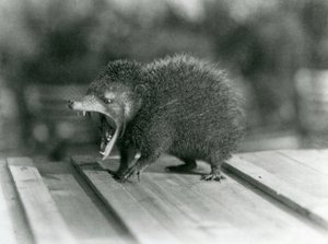 Ein Tenrek mit offenem Maul, das seine weite Kluft und scharfen Zähne zeigt, Londoner Zoo von Frederick William Bond