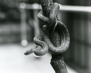 Eine Texas-Rattennatter, die sich um einen fast vertikalen Ast windet, London Zoo, August 1928 (s/w Foto) von Frederick William Bond