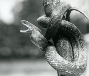 Eine Texas-Rattenschlange, die den Mund aufreißt, während sie sich um einen fast vertikalen Ast windet, Londoner Zoo, August 1928