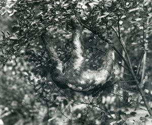 Ein Dreizehenfaultier hängt von einem belaubten Ast im Londoner Zoo, August 1920 von Frederick William Bond