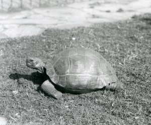 Eine Schildkröte steht auf Gras im London Zoo im Jahr 1926 (s/w Foto)