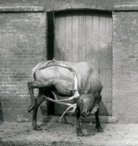 Ein Wapiti-Hirsch steht in seinem Gehege im Londoner Zoo im September 1927