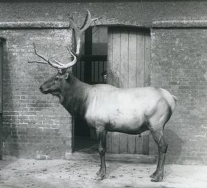 Ein Wapiti-Hirsch steht in seinem Gehege im Londoner Zoo im September 1927 von Frederick William Bond