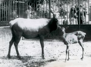 Ein Wapiti/Elch mit ihrem Kitz in ihrem Gehege, Besucher schauen durch Gitterstäbe zu, Londoner Zoo