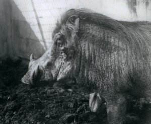 Ein Warzenschwein steht im Schlamm, Londoner Zoo, 1927