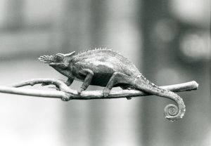 Ein West-Usambara-Zweihorn-Chamäleon, Londoner Zoo, 1927