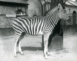 Ein Zebra steht im Paddock vor dem Zebrahaus im London Zoo, 1925