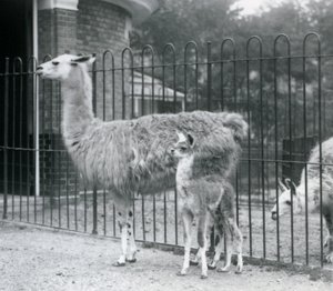 Ein Baby-Lama oder Cria mit seiner Mutter im Londoner Zoo, 1926