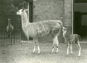 Ein Baby-Lama oder Cria mit seiner Mutter im Londoner Zoo, 1927 von Frederick William Bond