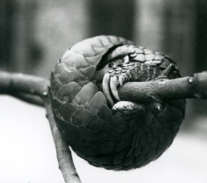Ein vom Aussterben bedrohter Chinesischer Schuppentier, der sich um einen horizontalen Ast windet, Londoner Zoo, vor 1930 von Frederick William Bond