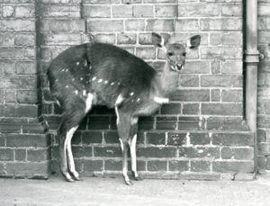 Eine weibliche Kap-Buschbock-Imbabala steht an einer Wand im Londoner Zoo im Oktober 1927 von Frederick William Bond