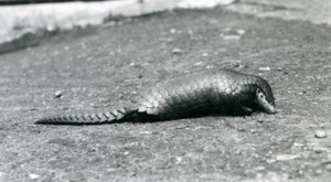Ein weiblicher chinesischer Pangolin im Londoner Zoo im August 1925 von Frederick William Bond