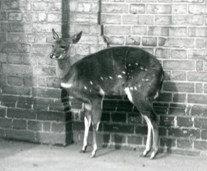 Ein weiblicher Imbabala-Kap-Buschbock steht an einer Wand im Londoner Zoo, 6. Oktober 1927