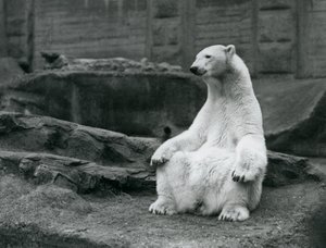 Ein weiblicher Eisbär sitzt auf ihren Hinterbeinen auf den Mappin Terrassen im London Zoo, September 1928 von Frederick William Bond