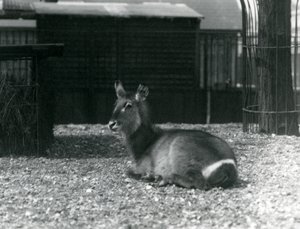 Ein weiblicher Wasserbock, Kobus ellipsiprymnus, sitzt in ihrem Gehege im Londoner Zoo, Juni 1924