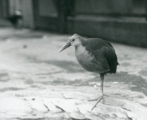 Ein Graunacken-Waldschnepfe (Aramides cajaneus) steht auf einem Bein im Londoner Zoo, September 1927 von Frederick William Bond