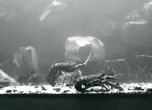 Eine Gruppe von Flusskrebsen im Londoner Zoo, März 1925 von Frederick William Bond
