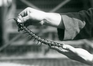 Ein Wärter hält einen Riesentausendfüßler in seinen Händen, Londoner Zoo, 1927 von Frederick William Bond