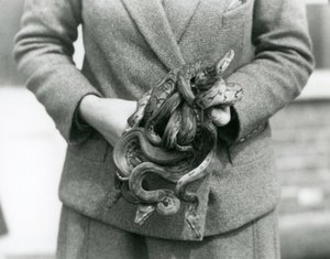 Ein Pfleger hält einen Knoten junger Königspythons im Londoner Zoo im Jahr 1931 von Frederick William Bond