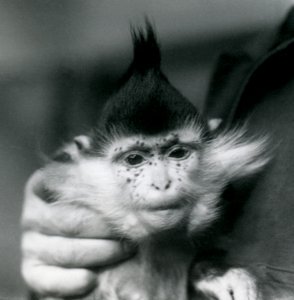 Ein Wärter hält Freckles, einen Schwarzgekrönten oder Kongo-Mangaben, Londoner Zoo, 1924 von Frederick William Bond