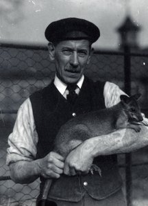 Ein Wärter hält ein Wallaby, Oktober 1920 von Frederick William Bond