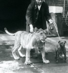 Ein Wärter führt einen Hund und einen jungen Löwen spazieren, Londoner Zoo, August 1925