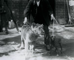 Ein Wärter führt einen Irish Terrier und einen jungen Löwen an der Leine spazieren, London Zoo, September 1925