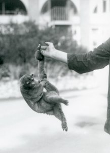 Ein Kinkajou, der an seinem Greifschwanz vom Finger eines Pflegers hängt, Londoner Zoo, September 1925