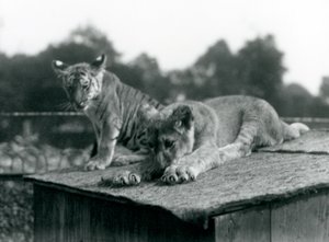 Ein Löwen- und ein Tigerjunges sitzen zusammen auf dem Dach ihres Geheges, Londoner Zoo, September 1925 von Frederick William Bond