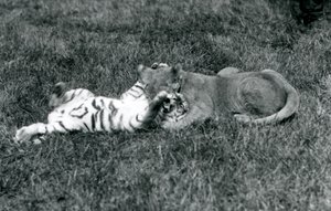 Ein Löwen- und ein Tigerjunges ringen auf dem Gras, London Zoo, September 1925 von Frederick William Bond
