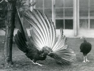 Ein männlicher Argusfasan, oder Großer Argus, zeigt seine Flügel- und Schwanzfedern, während ein Weibchen vor ihm steht, London Zoo, Januar 1926 von Frederick William Bond